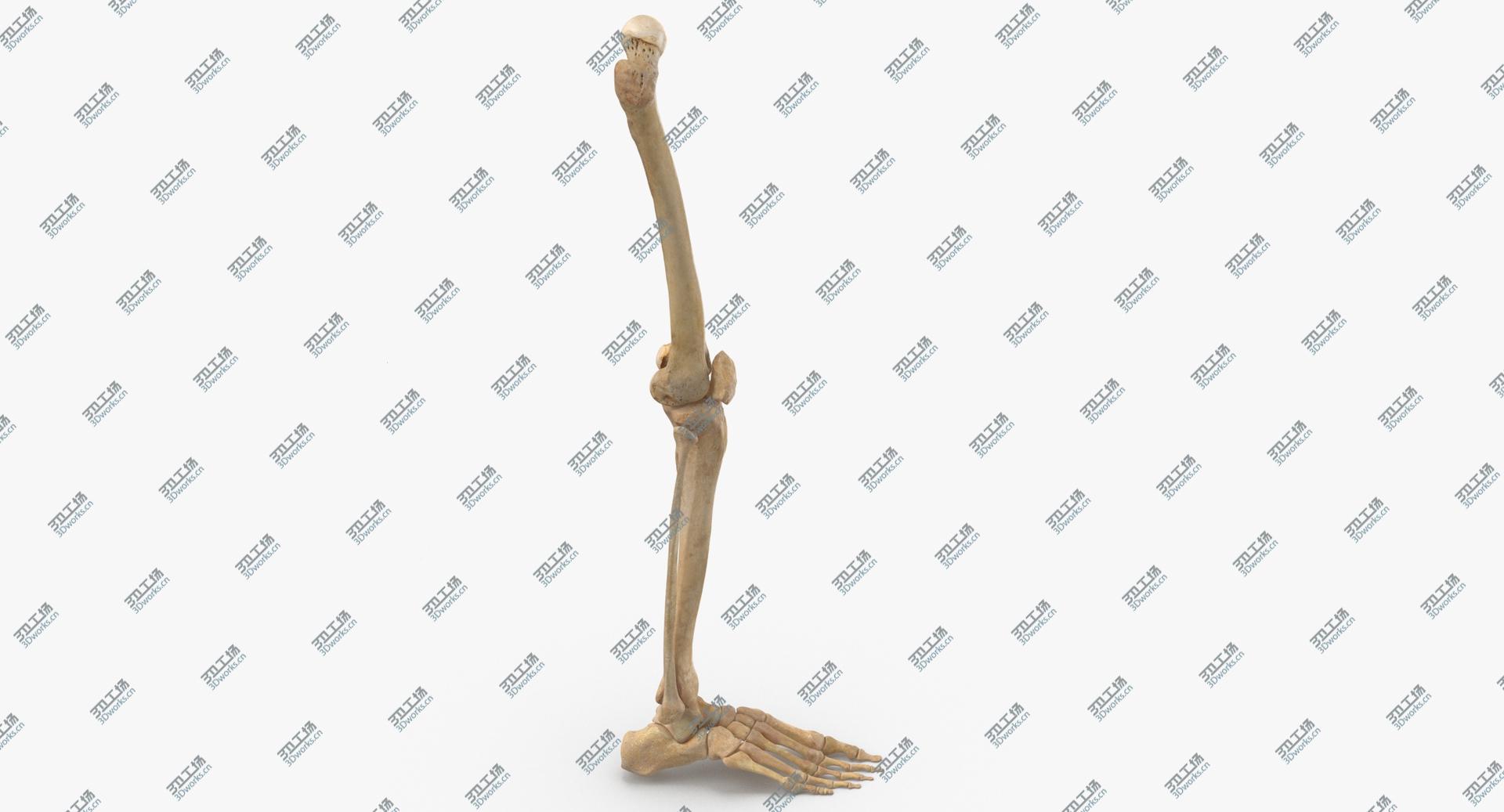 images/goods_img/20210319/3D model Real Human Leg Bones Anatomy 01/3.jpg